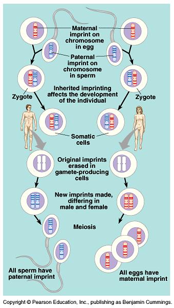 Genomic imprinting Def: a parental effect on gene expression Identical alleles may have different effects on offspring, depending on