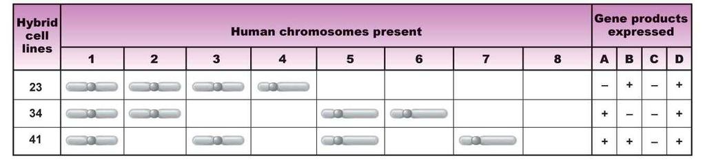 Human Chromosome Mapping If a specific human gene product is synthesized in a synkaryon containing one to three chromosomes, then the gene responsible for that product must reside on one of the human