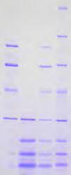 39256) Unstained or covalently stained protein markers 1 2 3 4 5 6 7 8 9 1 2 3 4 1 2 3 SERVA Prestained Protein Standards (lane 1-3: cat. no. 39216, lane 4-6: cat. no. 39252, lane 7 9: cat. no. 39255), separated on SERVAGel Neutral ph 7.