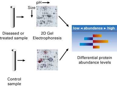 2D-gels Comparing Proteomes For Differences in Protein Expression