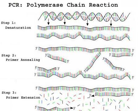 Schematic outline of a typical PCR cycle