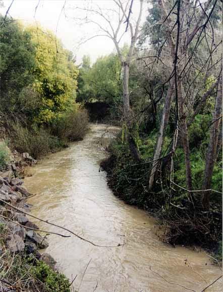INTERCONNECTED SURFACE WATERS Unlined portions of creeks within the Basin provide habitat for flora and fauna Degree of connectivity to