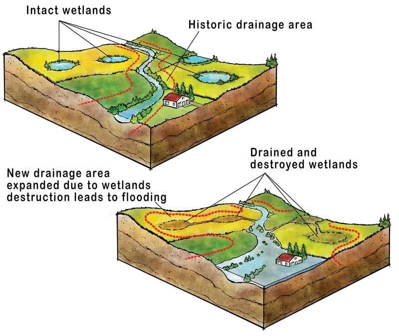 Removing wetlands increases