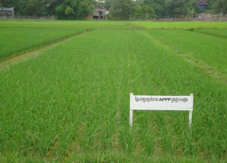 1. System Rice Intensifications pracices Management of plants transplant