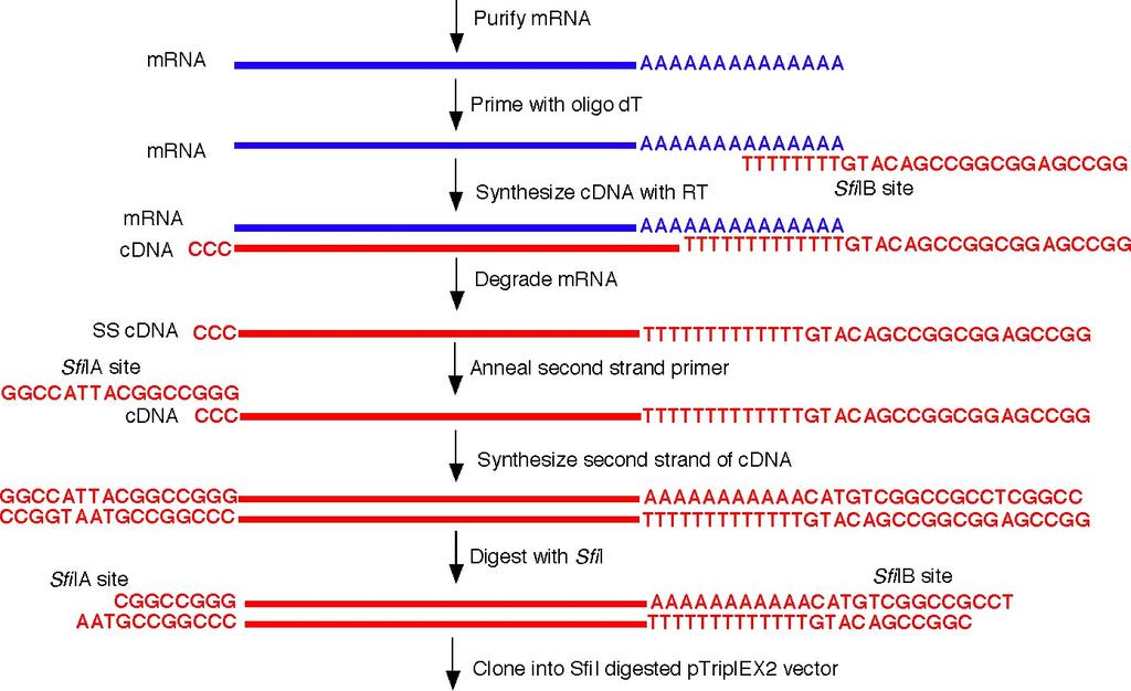 Steps and terms used in protein expression 1 st