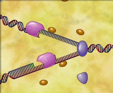 DNA Replication DNA strands separate and the nucleotides in the cells come in and join the nitrogenous bases Enzyme Helicase unzips the DNA ready for replication Enzyme Primase adds an RNA Primer
