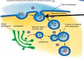 they mature they move to the front) Collects, packages and distributes lipid and proteins manufactured by the endoplasmic reticulum (ER) Golgi apparatus sometimes modifies these lipids and proteins