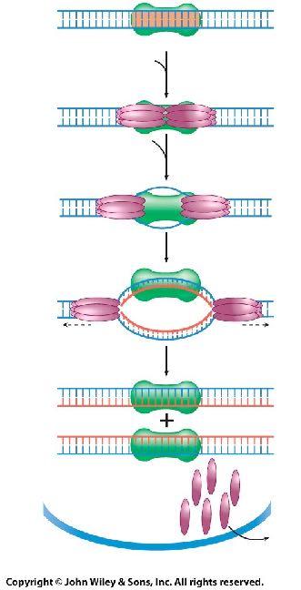 Mcm proteins act as helicase, move with fork 5.