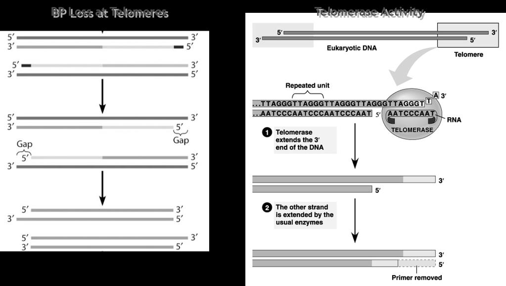 Telomerase With each round of replication, the DNA