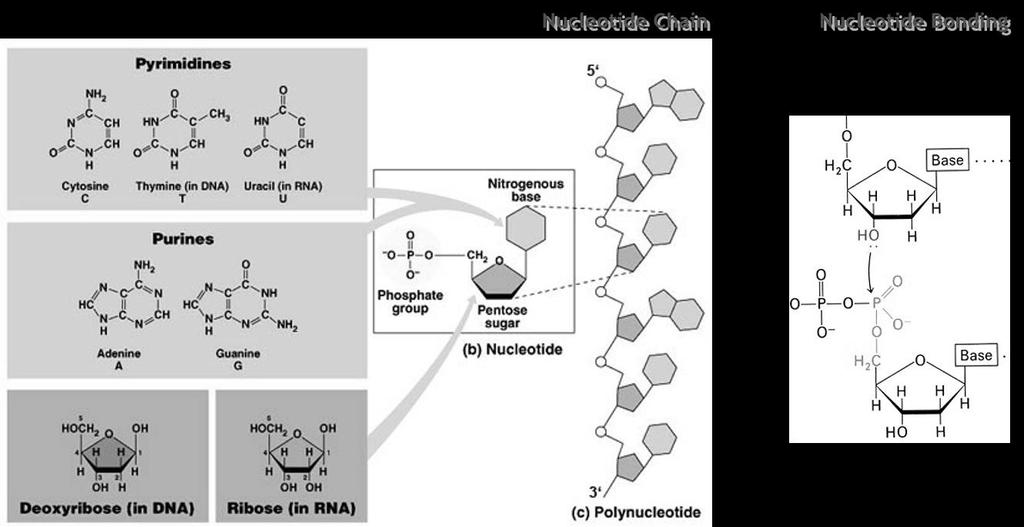 II. DNA Chemistry Figure 4: Nucleotides & Nucleotide Chains Nucleotide: a) A DNA nucleotide can bear 1 of 4 Nitrogenous Bases which are classified into 2 groups: Purines: