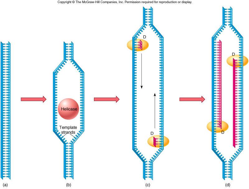 Semiconservative replication of DNA synthesizes a new strand of DNA from a template