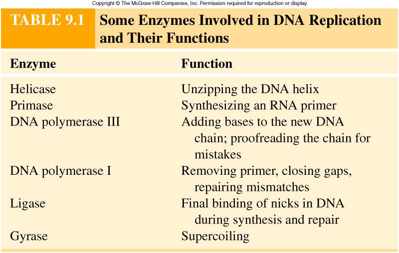 The function of important enzymes involved in DNA