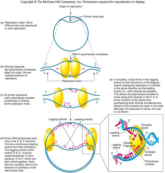 The steps associated with the DNA replication process.