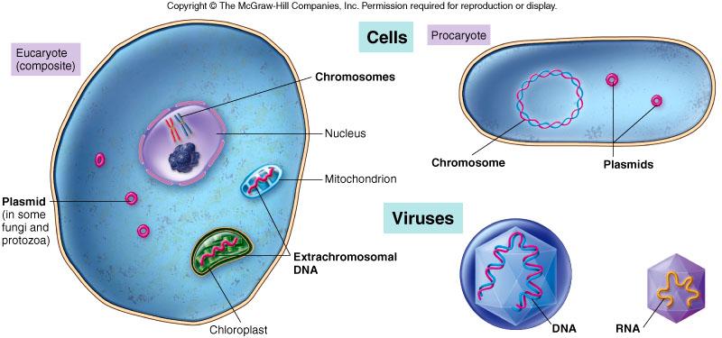 The sum total of genetic material of a cell is referred to as