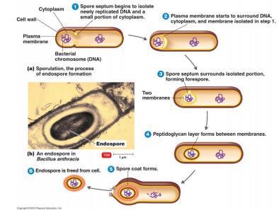 FORMATION Spore septum begins to isolate newly replicated DNA and a small portion of cytoplasm Plasma membrane starts to surround DNA, cytoplasm and membrane isolated in step 1 Spore septum surrounds