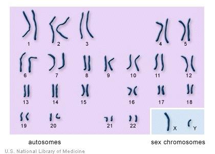 Chromosomes = packages of DNA Cells have 2 versions of each