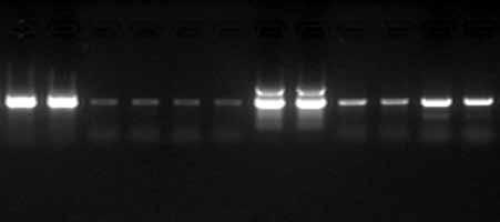 1PCR PRODUCTS High Performance PCR TaKaRa Ex Taq, Hot-Start Version TaKaRa Ex Taq Hot Start Version Cat.# RR006A 250 U TaKaRa Ex Taq Hot Start Version Cat.