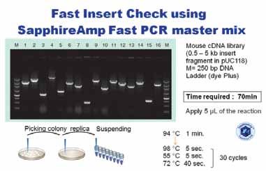 1PCR PRODUCTS High Speed PCR SapphireAmp Fast PCR Master Mix SapphireAmp Fast PCR Master Mix Cat.# RR350A 160 reactions (50 µl) SapphireAmp Fast PCR Master Mix Cat.