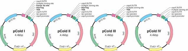 4PROTEIN RESEARCH Recombinant Protein Folding & Expression Cold Shock Expression System pcold DNA pcold Vector Set Cat.# 3360 1 Set (ea. 5 µg) pcold I DNA Cat.# 3361 25 µg pcold II DNA Cat.