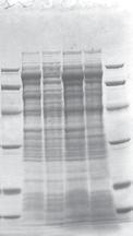 4 CBB staining of the entire protein fraction 21.5 14.4 CBB staining 4 Figure 1. Expression of Human Gene A.