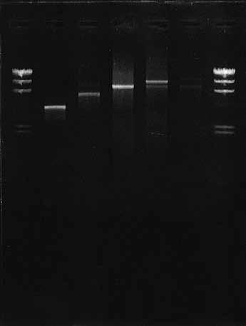1PCR PRODUCTS General PCR Products TaKaRa Taq and Premix Taq (TaKaRa Taq Version) TaKaRa Taq Cat.# R001A 250 U TaKaRa Taq Cat.# R001B 1000 U (4 250 U) TaKaRa Taq Cat.
