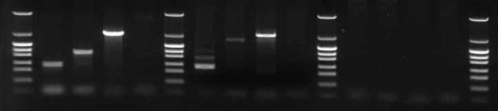 EmeraldAmp GT PCR Master Mix EmeraldAmp GT PCR Master Mix Cat.# RR310A 160 reactions (50 µl) EmeraldAmp GT PCR Master Mix Cat.