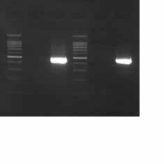 increased yield of target amplicon. 6 Experiment 2: One-Step PCR with TaKaRa PCR Dice and TaKaRa PCR Thermal Cycler SP One Step RT-PCR The performance of the TaKaRa PCR Thermal Cycler Dice (Cat.