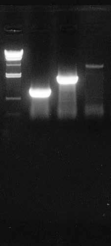 1PCR PRODUCTS RT-PCR One Step RNA PCR Kit One Step RNA PCR Kit Cat.# RR024A 50 reactions One Step RNA PCR Kit Cat.
