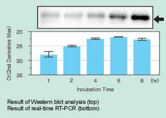 CellAmp Direct RNA Prep Kit for Real Time PCR and Protein Analysis CellAmp Direct RNA Prep Kit for Real Time PCR & Protein Analysis Cat.