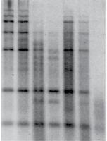 PrimeScript Reverse Transcriptase 2MOLECULAR BIOLOGY DNA Labeling and Detection Kits PrimeScript Reverse Transcriptase Cat.# 2680A 10,000 U PrimeScript Reverse Transcriptase Cat.