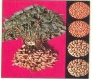 JUNAGADH AGRICULTURAL UNIVERSITY Varieties hybrids released/developed during last ten years (2002-2011) Forty new varieties/hybrids were developed in various crops.