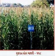 GHB-526 has recorded average 15 % higher grain yield (4809 kg/ha) over popular hybrid MH-179 under summer as well as pre-rabi conditions in the Gujarat.