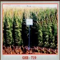 High level of resistance to downy mildew and pest of pearl millet. The hybrid GHB-538 is endorsed for cultivation for summer/pre-rabi pearl millet growing areas of North Gujarat and Saurashtra region.