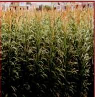 Year of release : 2007-08 20 21 Hybrid GHB- 744 Hybrid GHB- 732 ( for summer Major contribution in development and release of medium maturing pearl millet hybrid GHB-744. The hybrid has recorded 19.