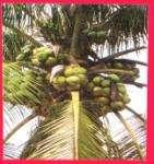 The coconut hybrid T x D (Mahuva) is semi tall with good bucking habit. The variety is alternative/ replacement for existing hybrid D x T (Mahuva).