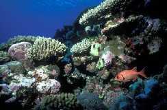Sediments Deep Sea