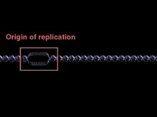 double helix affects replication DN polymerases add nucleotides only to the free end of a growing ; therefore, a new DN can