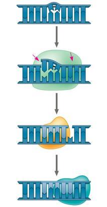 Proofreading and Repairing DN DN polymerases proofread newly made DN, replacing any incorrect nucleotides In mismatch repair of DN, repair enzymes correct errors in base pairing DN can be damaged by