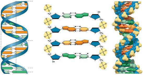 Figure 16.7 he structure of the double helix end Hydrogen bond end 3.4 nm 1 nm (a) Key features of DN structure 0.