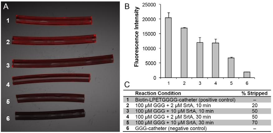 Supplementary Figure 4. Removal of LPETG-tagged biotin from pentaglycine modified polyurethane catheters via esrta stripping reaction.