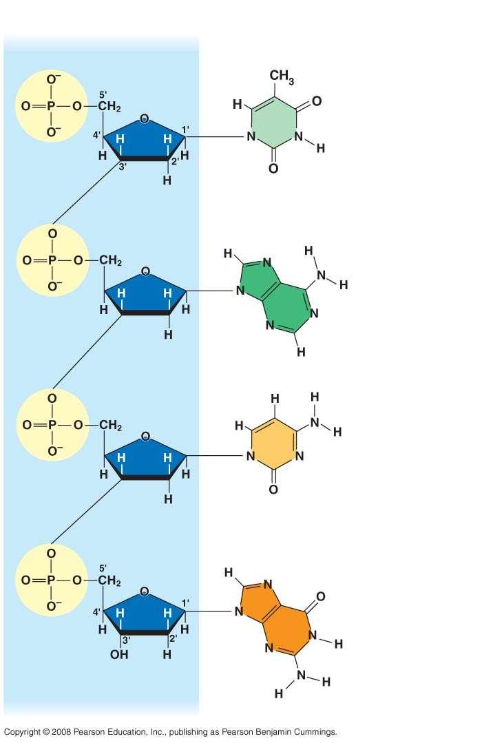 The structure of a DNA strand Sugar phosphate backbone 5 end Nitrogenous bases Thymine (T) Adenine (A) Cytosine (C) Chargaff s rules state that in any