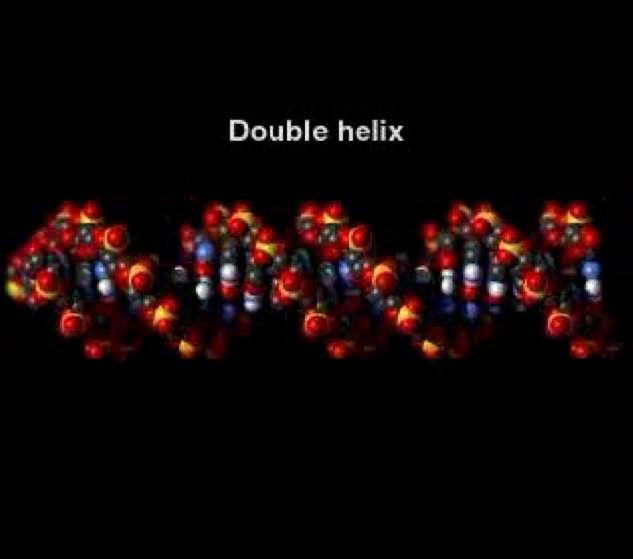Animation: DNA Double Helix Right-click slide