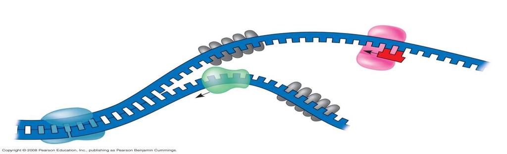Single-strand binding proteins Primase