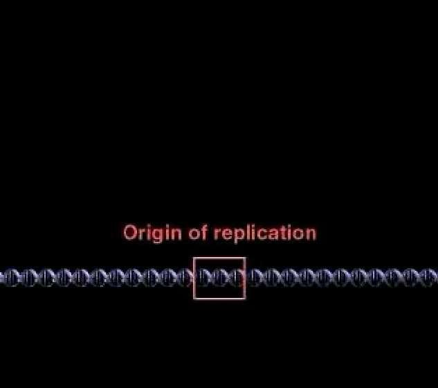35 Animation: Origins of Replication Right-click