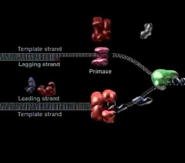 Animation: DNA Replication Review Right-click