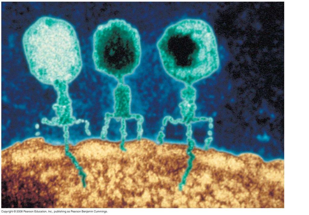 100 nm Viruses infecting a bacterial cell Phage