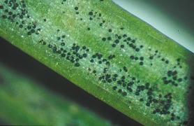 The dose makes the poison is a saying that is very applicable to fungi that cause needle diseases. If fungi numbers are moderate, the host plant may be relatively tolerant of infection.