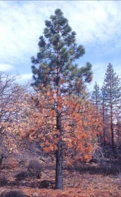 Delayed Conifer Tree Mortality Following Fire in California Sharon Hood, Sheri Smith, and Daniel Cluck Rocky Mountain Research