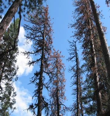 Methods Tagged live trees in summer following fire Assessed: DBH Tree