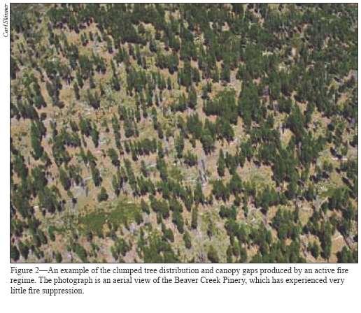 Spatial Pattern in Active Frequent-Fire Forests Low density, old tree dominated Individual Trees Clumps: small, med, large Openings Other: - Dense regen thickets - Hardwoods - Riparian Areas -